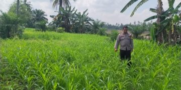 Polisi Cinta Petani Polsek Pangean Cek Perkembangan Tanaman Jagung di Desa Padang Kunik.