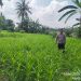Polisi Cinta Petani Polsek Pangean Cek Perkembangan Tanaman Jagung di Desa Padang Kunik.