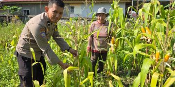 Polresta Pekanbaru Perkuat Ketahanan Pangan, Polsek Limapuluh Turun Langsung Cek Tanaman Jagung Bersama Kelompok Wanita Tani