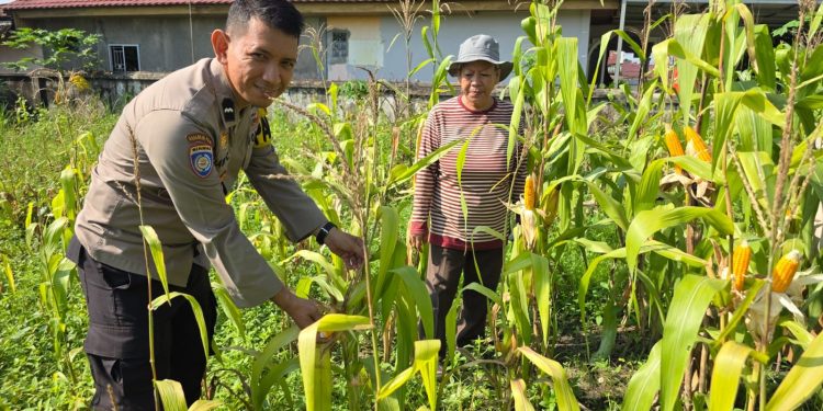 Polresta Pekanbaru Perkuat Ketahanan Pangan, Polsek Limapuluh Turun Langsung Cek Tanaman Jagung Bersama Kelompok Wanita Tani