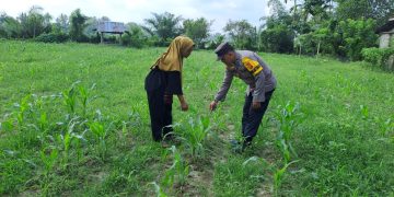 Polisi Cinta Petani, Polsek Bangkinang Barat Cek Tanaman Jagung di Desa Empat Balai