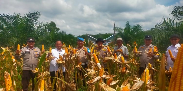 Lahan Tumpang Sari Berhasil – Kelompok Tani Karya Tani Panen 1000 Kg Jagung Pipil
