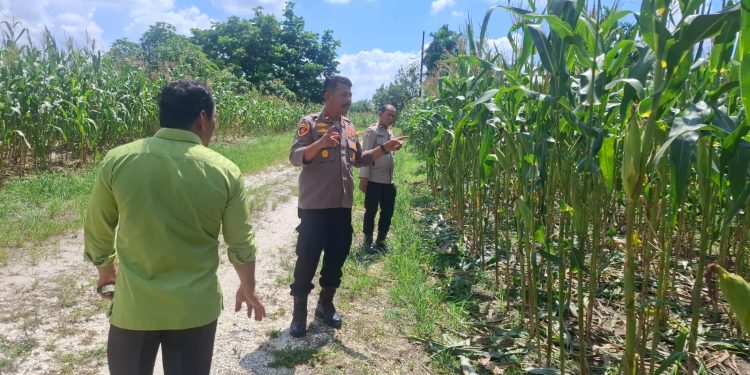 Kapolsek Bukit Raya Turun Langsung Memantau Perkembangan Jagung Pipil.