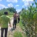 Kapolsek Bukit Raya Turun Langsung Memantau Perkembangan Jagung Pipil.