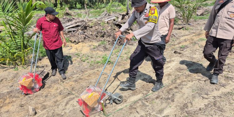 Polsek Singingi Hilir, Gandeng PT. Adimulia Agrolestari Tanam Jagung Pipil Menjadi 16 Hektar, Dukung Swasembada Pangan.