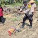 Polsek Singingi Hilir, Gandeng PT. Adimulia Agrolestari Tanam Jagung Pipil Menjadi 16 Hektar, Dukung Swasembada Pangan.