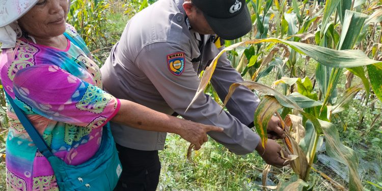 Jagung Pipil Siap Panen, Bhabinkamtibmas Polsek Tualang Terus Dampingi Petani Wujudkan Swasembada Pangan