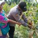 Jagung Pipil Siap Panen, Bhabinkamtibmas Polsek Tualang Terus Dampingi Petani Wujudkan Swasembada Pangan