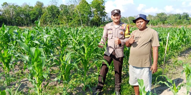 Dukung Ketahanan Pangan Nasional, Bhabinkamtibmas Polsek Kelayang Tinjau Kebun Jagung Milik Warga