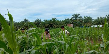 Giat Pengecekan Tanaman Jagung Pipil di Desa Teluk Aur Kec.Rambah Samo