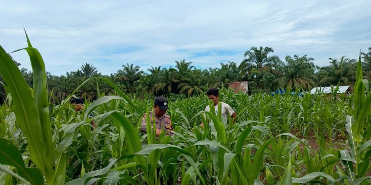 Giat Pengecekan Tanaman Jagung Pipil di Desa Teluk Aur Kec.Rambah Samo
