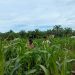 Giat Pengecekan Tanaman Jagung Pipil di Desa Teluk Aur Kec.Rambah Samo