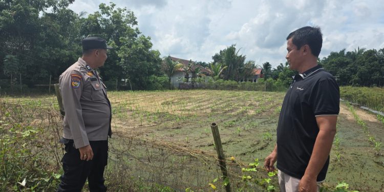 Guna Wujudkan Swasembada Pangan Bhabinkamtibmas dan Kelompok Tani, Pastikan perkembangan jagung pipil seluas 1 Ha