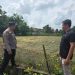 Guna Wujudkan Swasembada Pangan Bhabinkamtibmas dan Kelompok Tani, Pastikan perkembangan jagung pipil seluas 1 Ha