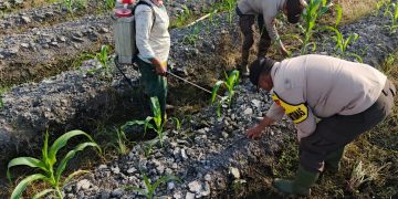 Polsek Kuala Kampar Cek dan Pupuk Tanaman Jagung di Sungai Solok: Wujud Polri Cinta Petani
