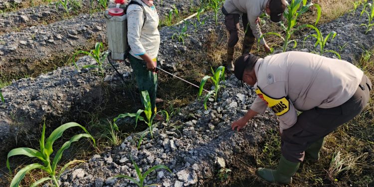 Polsek Kuala Kampar Cek dan Pupuk Tanaman Jagung di Sungai Solok: Wujud Polri Cinta Petani