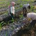 Polsek Kuala Kampar Cek dan Pupuk Tanaman Jagung di Sungai Solok: Wujud Polri Cinta Petani