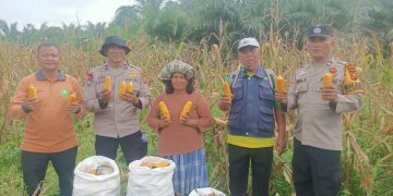KELOMPOK TANI SRI UTAMI PANEN JAGUNG PIPIL 1 TON – SISTEM TUMPANG SARI DUKUNG SWASSEMBADA PANGAN 2026