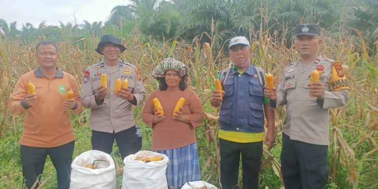 KELOMPOK TANI SRI UTAMI PANEN JAGUNG PIPIL 1 TON – SISTEM TUMPANG SARI DUKUNG SWASSEMBADA PANGAN 2026