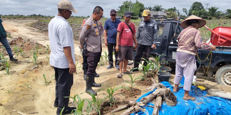 Perkuat Ketahanan Pangan, Polres Siak,Pemkab dan PT RAPP Tinjau Lahan Jagung Tumpang Sari di Sungai Mandau