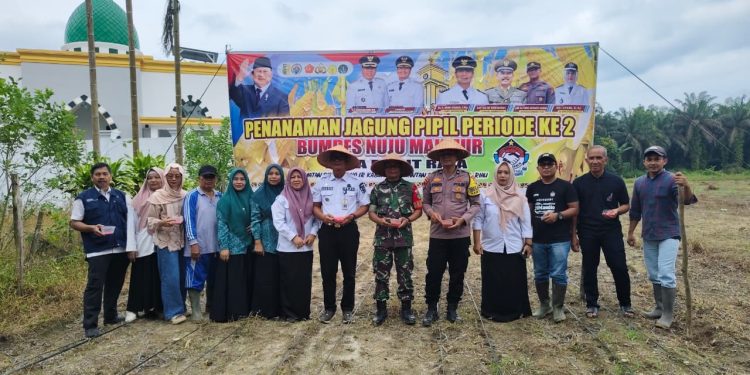 Polisi Cinta Petani, Polsek Singingi Hilir Dukung Program ASTA CITA Presiden RI, Tanam Bibit Jagung Pipil di Desa Bukit Raya