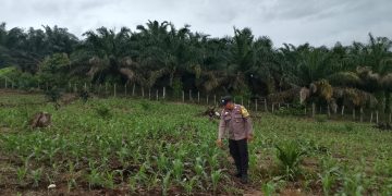 Polsek Hulu Kuantan Cek Perkembangan Jagung Ketahanan Pangan di Desa Sungai Kelelawar