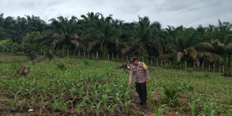 Polsek Hulu Kuantan Cek Perkembangan Jagung Ketahanan Pangan di Desa Sungai Kelelawar