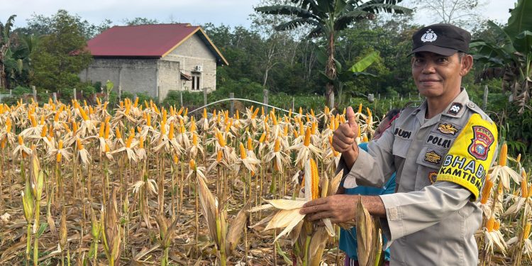 Polsek Kuantan Tengah Tinjau Ketahanan Pangan Jagung Pipil di Desa Koto Teluk Kuantan