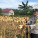 Polsek Kuantan Tengah Tinjau Ketahanan Pangan Jagung Pipil di Desa Koto Teluk Kuantan
