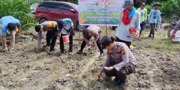 Polsek Ukui Tanam Jagung Pola Tumpang Sari di Lubuk Kembang Sari: Dukung Swasembada Pangan Kuartal II 2026