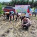 Polsek Ukui Tanam Jagung Pola Tumpang Sari di Lubuk Kembang Sari: Dukung Swasembada Pangan Kuartal II 2026