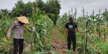 BHABINKAMTIBMAS KARYA INDAH MONITOR JAGUNG PIPIL 1 HA – DUKUNG SWASSEMBADA PANGAN JUNI 2026