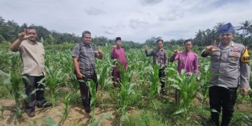 Polsek Rambah Samo dan Pemdes Rambah Baru Cek Perkembangan Jagung Pipil di Dusun Sukajadi
