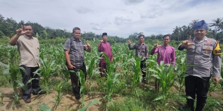 Polsek Rambah Samo dan Pemdes Rambah Baru Cek Perkembangan Jagung Pipil di Dusun Sukajadi