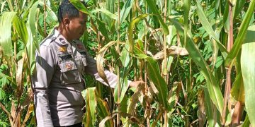Polsek Kuantan Mudik, Dukung Ketahanan Pangan, Lakukan Pengecekan Tanaman Jagung.
