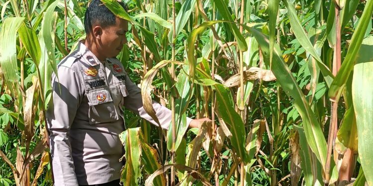 Polsek Kuantan Mudik, Dukung Ketahanan Pangan, Lakukan Pengecekan Tanaman Jagung.