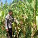 Polsek Kuantan Mudik, Dukung Ketahanan Pangan, Lakukan Pengecekan Tanaman Jagung.