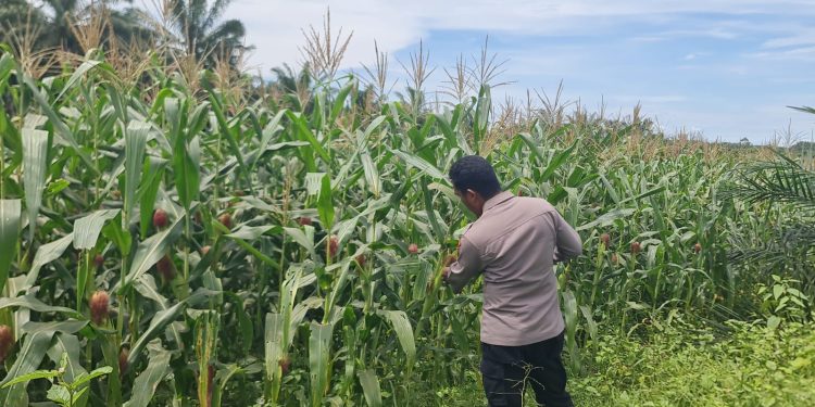 Polsek Pangkalan Kuras Progres Jagung 12 Hektar di Sialang Indah, Polri Siap Kawal Ketahanan Pangan