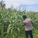 Polsek Pangkalan Kuras Progres Jagung 12 Hektar di Sialang Indah, Polri Siap Kawal Ketahanan Pangan