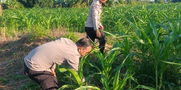 POLRESTA PEKANBARU DUKUNG SWASEMBADA PANGAN NASIONAL, POLSEK BINAWIDYA TURUN LANGSUNG MONITORING DAN PEMUPUKAN JAGUNG PIPIL