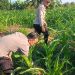 POLRESTA PEKANBARU DUKUNG SWASEMBADA PANGAN NASIONAL, POLSEK BINAWIDYA TURUN LANGSUNG MONITORING DAN PEMUPUKAN JAGUNG PIPIL