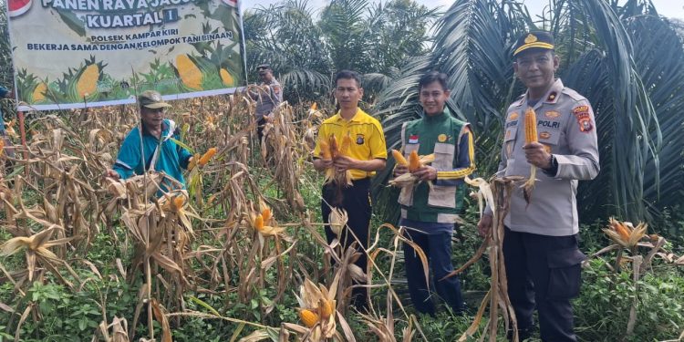 POLSEK KAMPAR KIRI GANDENG KELOMPOK TANI – PANEN RAYA JAGUNG PIPIL 1 TON DI GUNUNG MULYA, HASILNYA KE BULOG