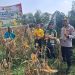 POLSEK KAMPAR KIRI GANDENG KELOMPOK TANI – PANEN RAYA JAGUNG PIPIL 1 TON DI GUNUNG MULYA, HASILNYA KE BULOG