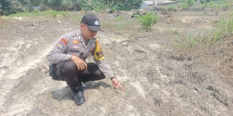 Polsek Ukui Cek Jagung 4 Hektar di Kampung Baru, Kawal Ketahanan Pangan Asta Cita