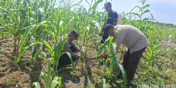 Polsek Kuala Kampar Kawal 15 Hektar Jagung di Sungai Solok, Dukung Ketahanan Pangan Nasional