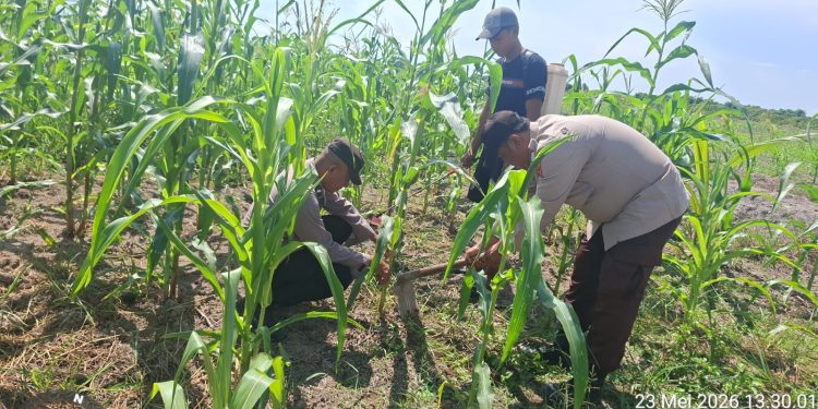 Polsek Kuala Kampar Kawal 15 Hektar Jagung di Sungai Solok, Dukung Ketahanan Pangan Nasional