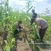 Polsek Kuala Kampar Kawal 15 Hektar Jagung di Sungai Solok, Dukung Ketahanan Pangan Nasional