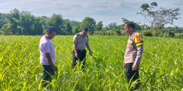Polsek Kuantan Mudik Cek Tanaman Jagung Pipil, Dukung Program Swasembada Pangan 2026