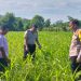 Polsek Kuantan Mudik Cek Tanaman Jagung Pipil, Dukung Program Swasembada Pangan 2026