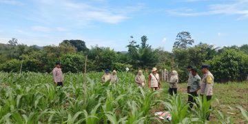 Polsek Hulu Kuantan Cek Tanaman Jagung di Desa Sungai Kelelawar, Dukung Swasembada Pangan 2026